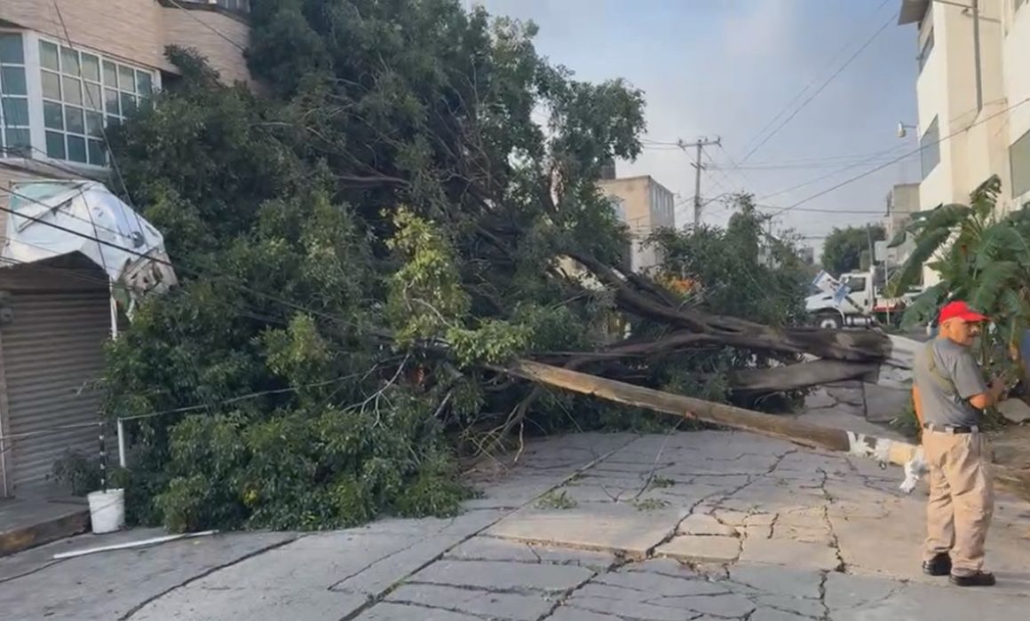 Árbol caído en Ecatepec deja sin electricidad y daña viviendas tras intensas lluvias