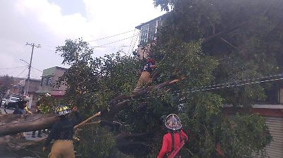 Árbol de 20 metros colapsa en Ciudad Azteca, Ecatepec, causando daños y cortes de servicios