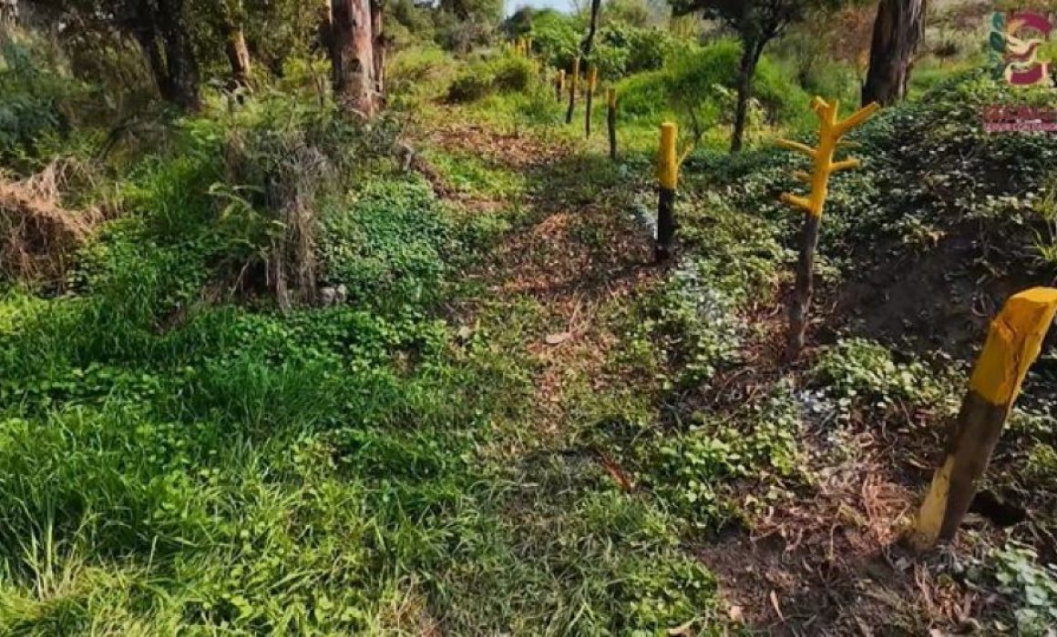 A más de una década, el relleno sanitario clausurado en Cuautitlán Izcalli sigue sin sanearse
