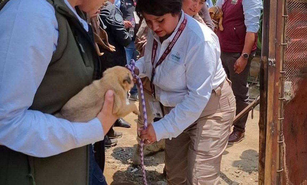 Activan operativo en Texcoco: aseguran 11 perros chihuahua vinculados al caso del pitbull 'Canelo'