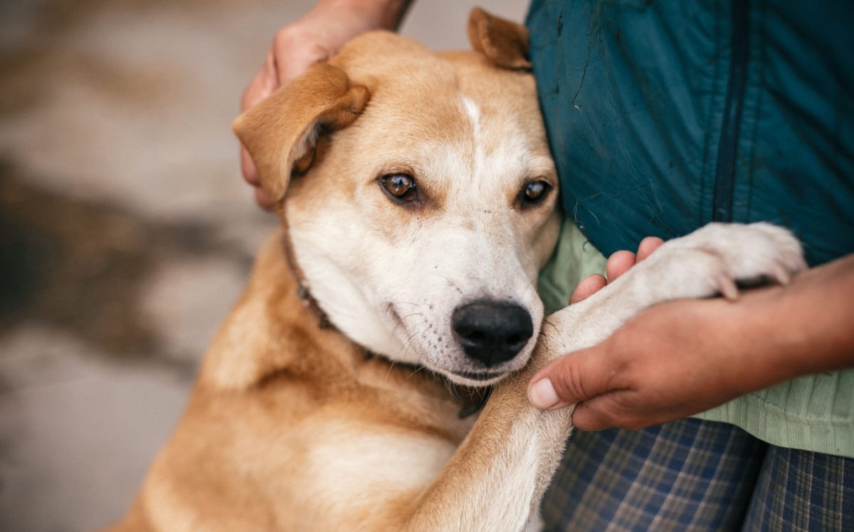 Adulto mayor en Toluca golpea y ahorca a perrita; es sancionado con multa económica