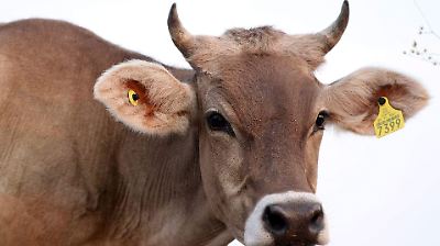 Afectaciones económicas por freno a exportación de ganado serán mínimas, dice Presidencia