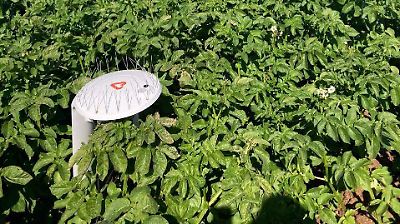 Agricultores mexicanos ahorran 14 millones de metros cúbicos de agua con IA: así funciona Carlota en 20 mil hectáreas