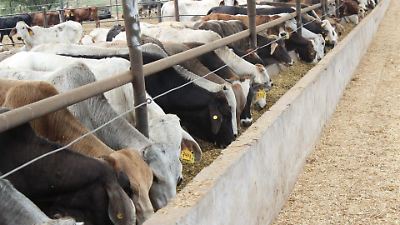 Agricultura de México y EU hablarán sobre ganado y campaña contra el gusano barrenador