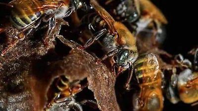 Agroquímicos amenazan la producción de miel y la biodiversidad en Edomex