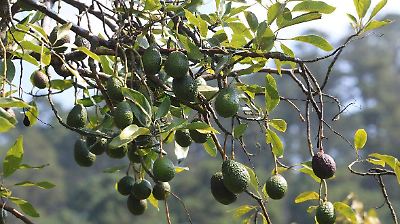 Aguacateros del Estado de México buscan abrir mercado en Estados Unidos y fortalecer producción local