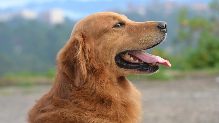 Alergias ambientales en mascotas: cómo reconocer y prevenir sus síntomas, recomienda veterinario