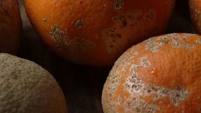 Alerta de la UNAM sobre los peligros de las micotoxinas: hongos que afectan el hígado y pueden causar cáncer