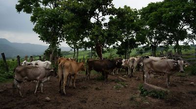 Alerta en Estados Unidos por caso de gusano barrenador en Nuevo León, el más cercano a la frontera norte