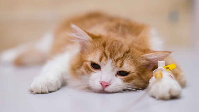 Alerta en Guatemala por brote de panleucopenia felina en El Salvador que podría afectar a perros vacunados