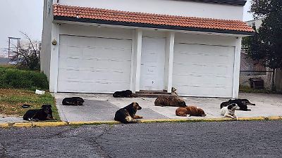 ¡Alerta en Metepec! La alarmante presencia de perros sueltos en San José La Pila pone en riesgo a la comunidad