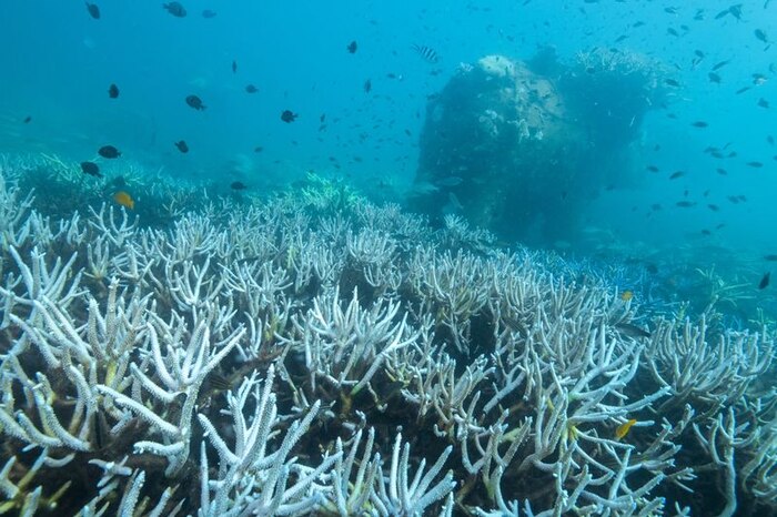 Alerta global: la muerte de arrecifes de coral es la primera señal de un posible colapso catastrófico del ecosistema