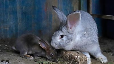 Alertan en Colorado por conejos silvestres infectados con un virus que produce 'tentáculos' y protuberancias