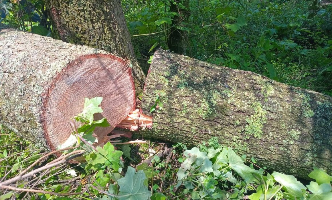 Alertan en Lerma por captura de presuntos talamontes en Santa Cruz Huitzizilapan