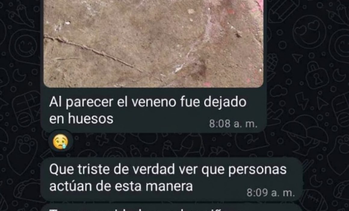 Alertan en Tejupilco por envenenamiento de perros y exigen acciones inmediatas