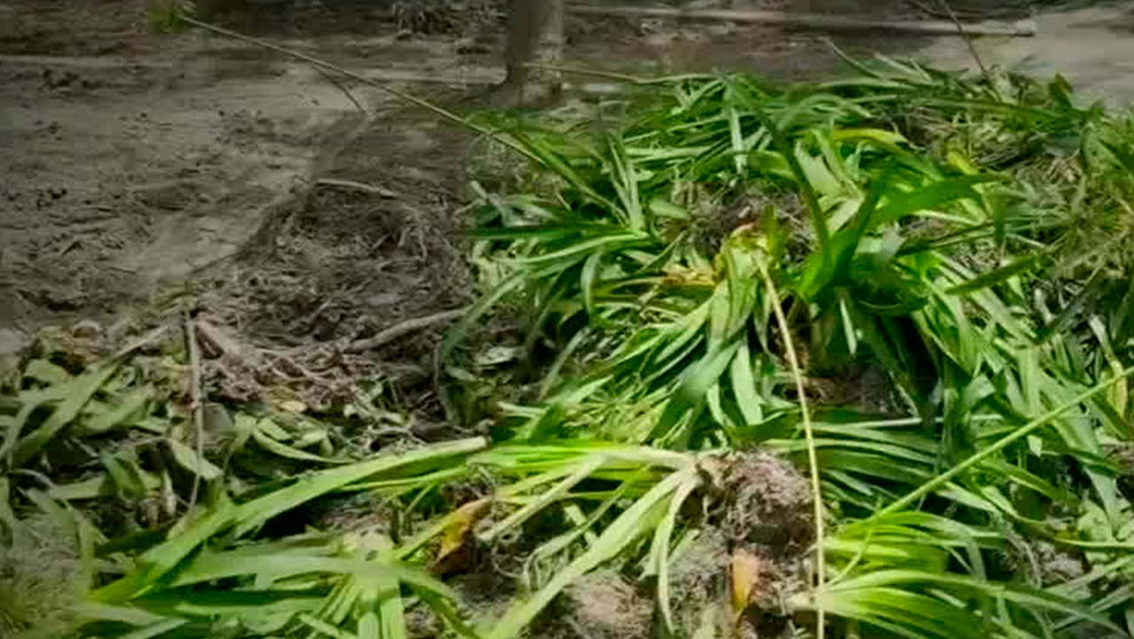 Ambientalistas y vecinos alertan sobre grave infestación de ratas en parque de Toluca por acumulación de basura