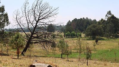 Amenaza en los bosques mexiquenses: plagas, plantas parásitas e insectos descortezadores en aumento