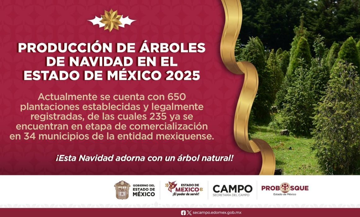 Arranca la venta de árboles de Navidad cultivados legalmente en el Estado de México para una temporada sustentable