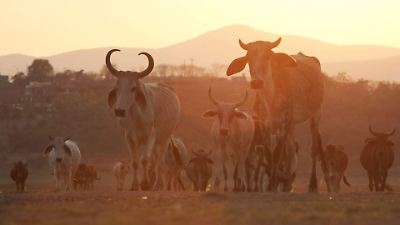 Ascienden a más de mil 400 casos de Gusano Barrenador de Ganado 