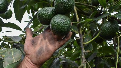 Aumenta el precio del aguacate en el Estado de México debido a la temporada baja