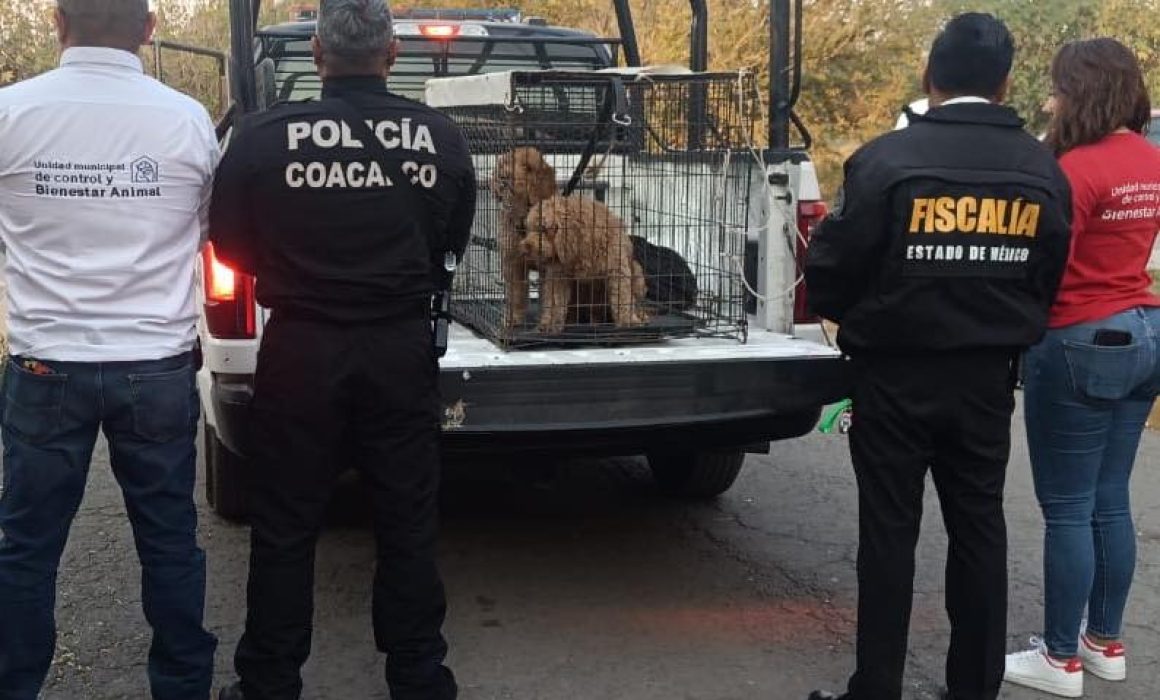 Autoridades de Coacalco aseguran preventivamente a dos perros por investigaciones en curso