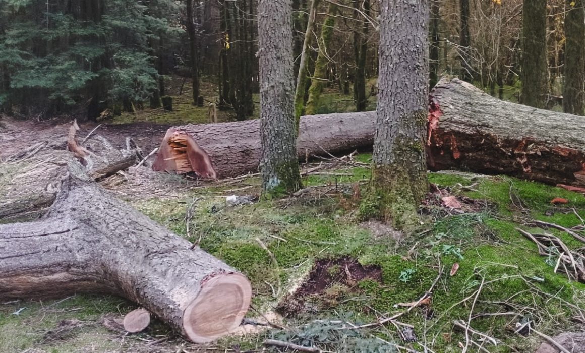 Autoridades del Estado de México procesan a tres personas por delitos forestales en Zinacantepec