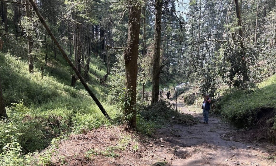 Autoridades y Comuneros Refuerzan la Protección de Bosques en Almoloya de Juárez contra la Tala Clandestina