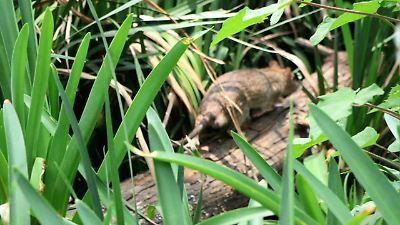 Autoridades y expertos cuestionan las causas y buscan soluciones a la plaga de ratas en el Jardín Zaragoza de Toluca