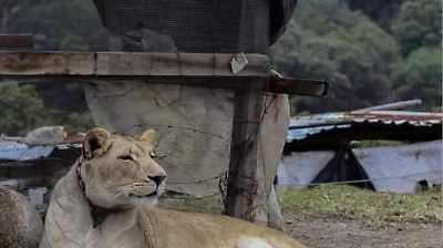 Avistan a una leona en la Sierra de Tepotzotlán y generan debate en redes sociales