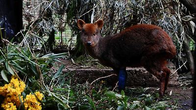Avistan un pudú albino en Chiloé, símbolo en peligro de extinción en riesgo de desaparecer