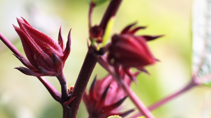 Beneficios de la flor de jamaica para un cabello más brillante y manejable