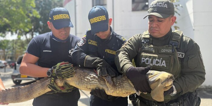 Bomberos de Bucaramanga rescatan una babilla de casi dos metros en zona rural y la entregan a autoridades ambientales