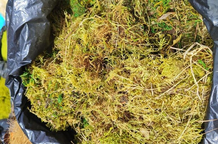 Cómo eliminar el musgo en el césped con hierro y mantenimiento adecuado