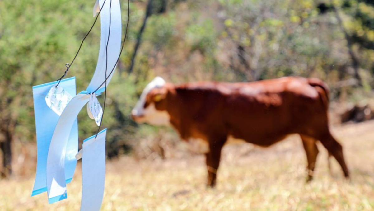 ¿Cómo se está combatiendo el gusano barrenador en el Estado de México? La estrategia que podría salvar al ganado