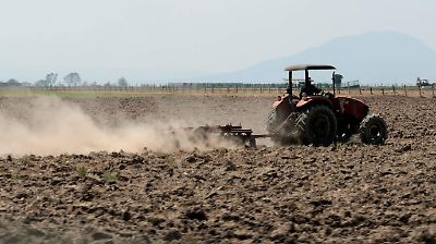 Caída en la siembra y producción de maíz en el Estado de México: una crisis agraria en aumento