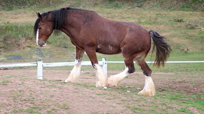 Caballo Clydesdale: El gigante escocés que conquistó la publicidad y preserva su historia en Estados Unidos