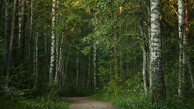 Cambio climático amenaza al 70% de las especies de árboles en el mundo, alertan expertos del CSIC