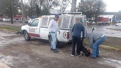 Campaña constante de esterilización en la Central de Abasto de Toluca: una medida urgente ante el abandono canino