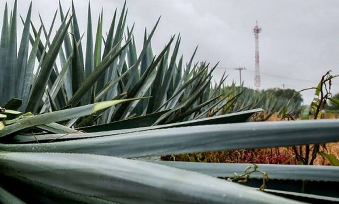 Campesinos de Tequixquiac enfrentan ola de robos de magueyes y amenazas por defender sus tierras