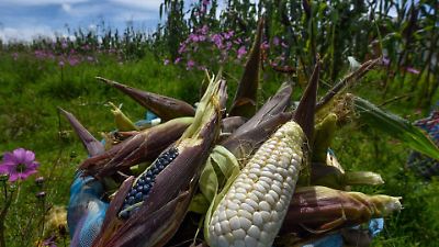 Campesinos de la UNTA anuncian marcha a la CDMX para exigir apoyo y justicia rural el 10 de noviembre