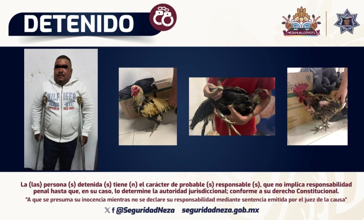 Capturan a tres personas en Nezahualcóyotl por organizar peleas de gallos y maltrato animal