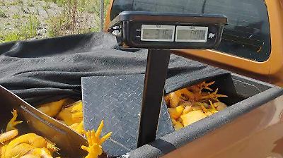 Capturan en Almoloya de Juárez a supuestos extorsionadores de pollerías en operativo ciudadano