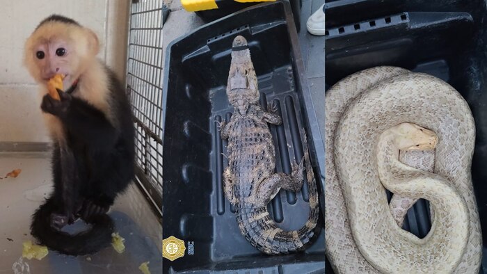 Capturan en el Zócalo de la Ciudad de México a dos hombres con caimán, serpiente y mono exóticos