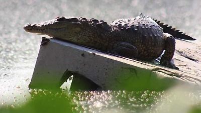 Capturan un nuevo cocodrilo en Lago de Guadalupe y Laguna de La Piedad en 2025