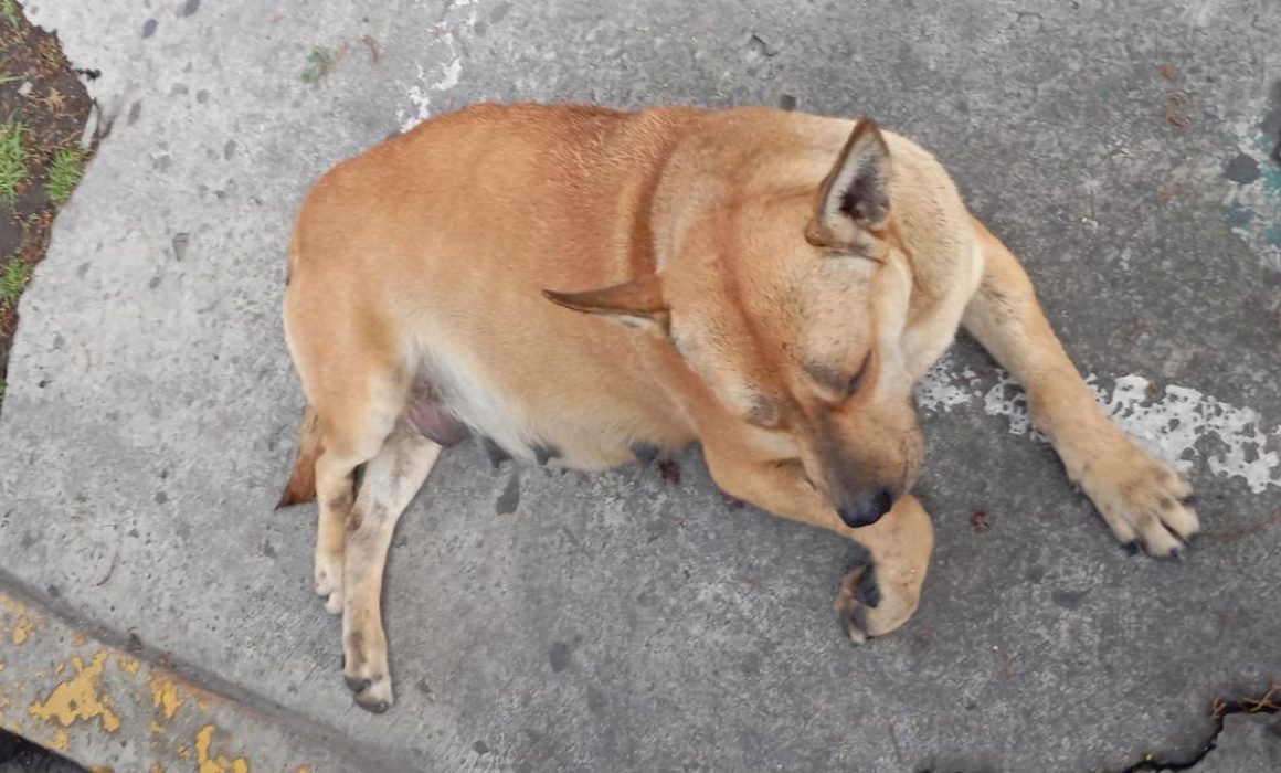 Caso 'Canelita' en Galerías Toluca: Exigen reformas y justicia para prevenir tragedias con animales