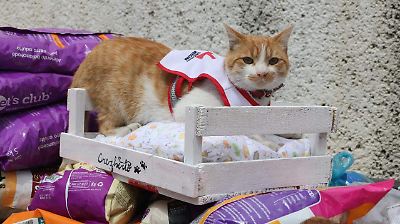Celebran en Toluca el Día Internacional del Gato con jornada solidaria y recolección de alimentos