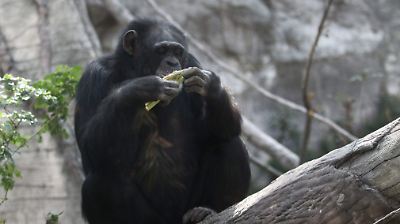 Chimpancés se curan solos con plantas, el hallazgo captado en Uganda (Video)