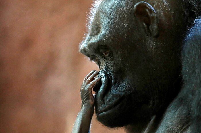 Cierre del zoológico de Bristol deja a ocho gorilas atrapados en su antiguo hábitat durante tres años