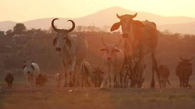 Cierre repentino de frontera entre México y EE. UU. sorprende a la Unión Ganadera de Chihuahua y detiene planes de apertura de puertos