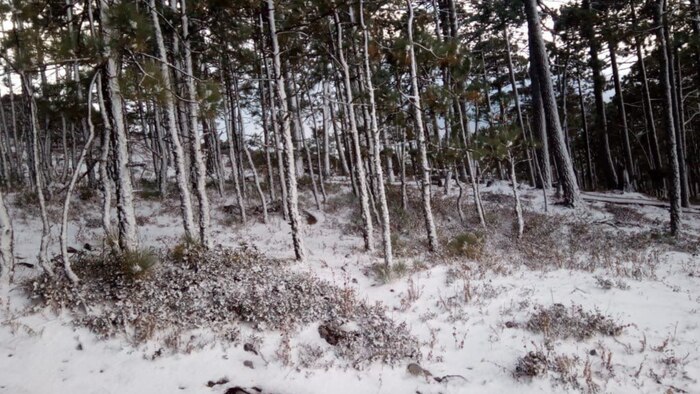 Clima en México: nieve en Chihuahua y Durango, vientos de hasta 80 km/h y temperaturas frías en zonas serranas